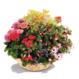 coupe plantes grand copie